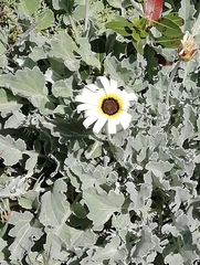 Arctotis stoechadifolia