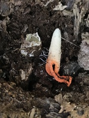 Pseudocolus fusiformis