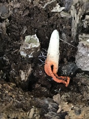 Pseudocolus fusiformis