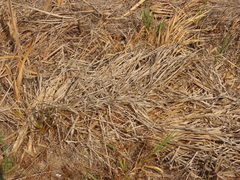 Carex comosa