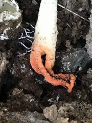 Pseudocolus fusiformis