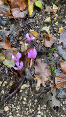 Cyclamen purpurascens