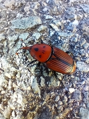 Rhynchophorus ferrugineus