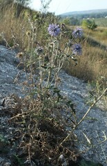 Echinops ritro ruthenicus