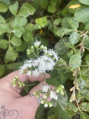 Ageratina altissima