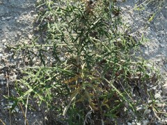 Echinops ritro ruthenicus