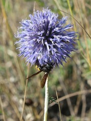 Echinops ritro ruthenicus