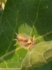Halysidota