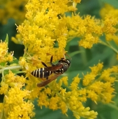 Polistes nimpha