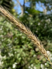 Elymus virginicus