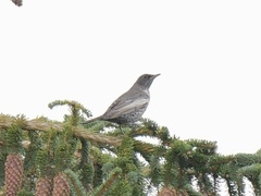 Turdus torquatus