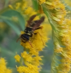 Polistes nimpha