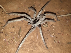 Afroneutria erythrochelis