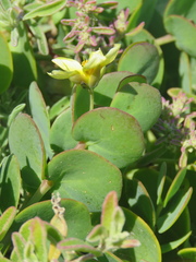 Roepera cordifolia