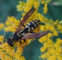 Polistes nimpha