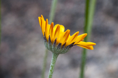 Euryops othonnoides
