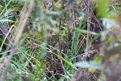 Locustella lanceolata