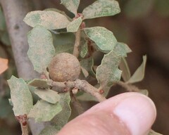 Burnettweldia washingtonensis