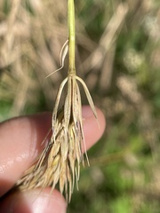 Elymus virginicus