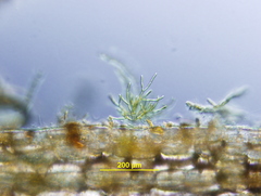 Microthamnion