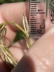 Elymus virginicus