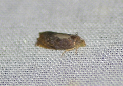Dichrorampha bittana