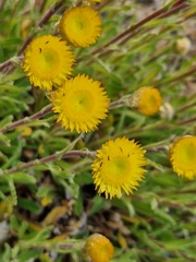 Helichrysum aureum