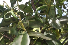 Trioza brevigenae