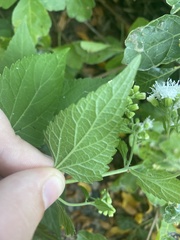 Ageratina altissima