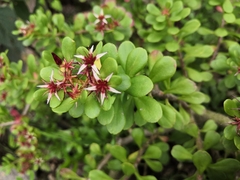 Saxifragales