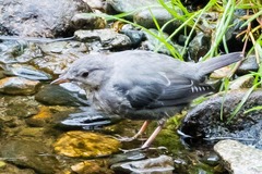 Cinclus mexicanus