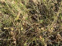 Odontites vernus