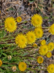 Helichrysum aureum