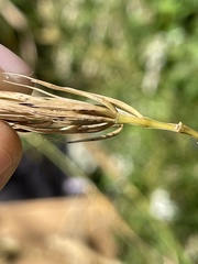 Elymus virginicus