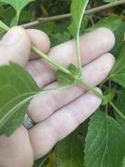 Ageratina altissima