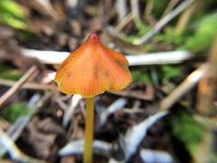 Hygrocybe conica