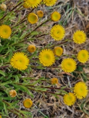 Helichrysum aureum