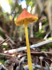 Hygrocybe conica