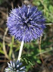 Echinops ritro ruthenicus
