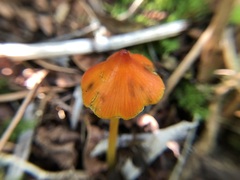 Hygrocybe conica