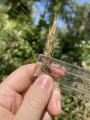 Elymus virginicus
