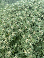 Croton monanthogynus