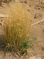 Hordeum jubatum