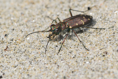 Cicindela oregona