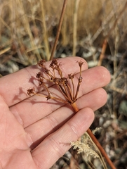 Eriogonum compositum