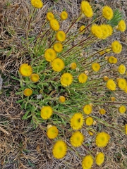 Helichrysum aureum