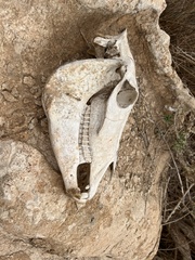 Equus asinus