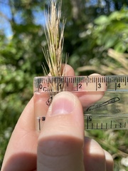 Elymus virginicus