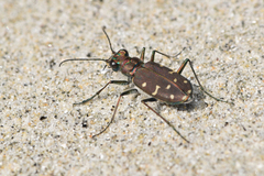 Cicindela oregona