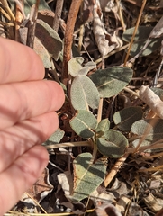 Eriogonum compositum
